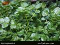 آب تره